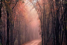 天涯论坛小月月事件：一场被围观的网络狂欢